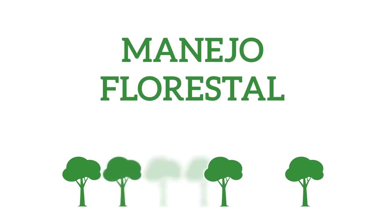 Manejo Florestal Sustentável